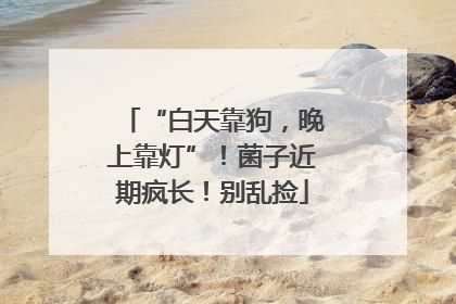 “白天靠狗，晚上靠灯”！菌子近期疯长！别乱捡