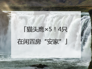 猫头鹰×5！4只在闲置房“安家”