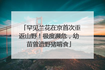 罕见兰花在京首次重返山野！极度濒危，幼苗曾遭野猪啃食