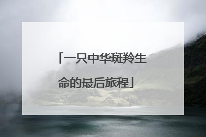 一只中华斑羚生命的最后旅程