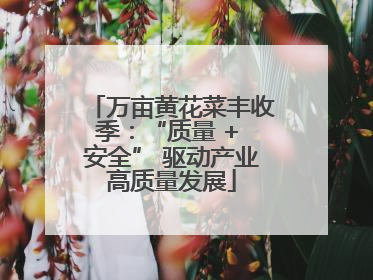 万亩黄花菜丰收季：“质量 + 安全” 驱动产业高质量发展