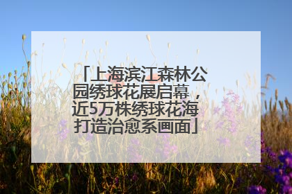 上海滨江森林公园绣球花展启幕，近5万株绣球花海打造治愈系画面
