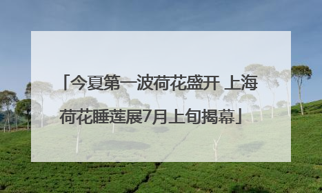 今夏第一波荷花盛开 上海荷花睡莲展7月上旬揭幕