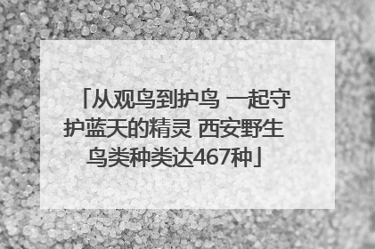 从观鸟到护鸟 一起守护蓝天的精灵 西安野生鸟类种类达467种