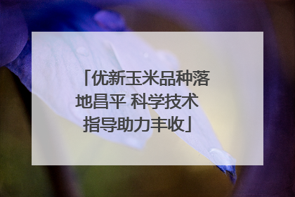 优新玉米品种落地昌平 科学技术指导助力丰收