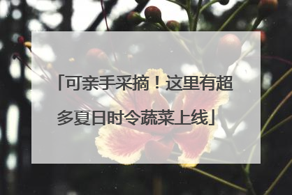 可亲手采摘！这里有超多夏日时令蔬菜上线
