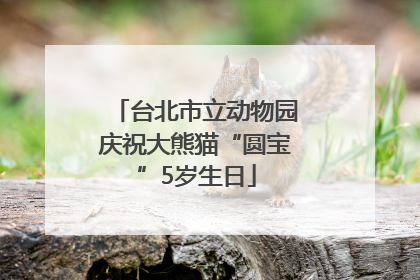 台北市立动物园庆祝大熊猫“圆宝”5岁生日
