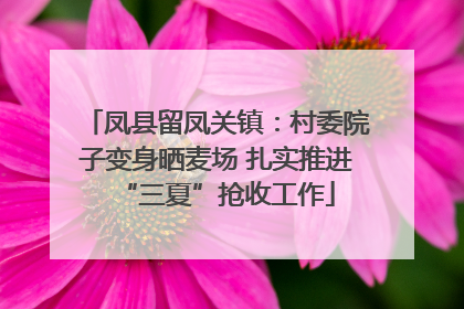 凤县留凤关镇：村委院子变身晒麦场 扎实推进“三夏”抢收工作