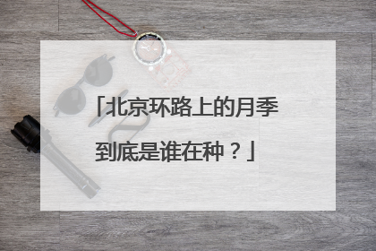 北京环路上的月季到底是谁在种？