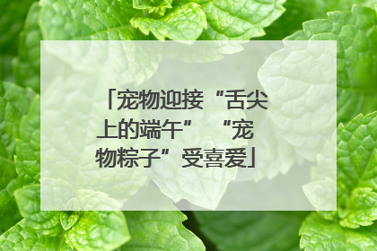 宠物迎接“舌尖上的端午” “宠物粽子”受喜爱