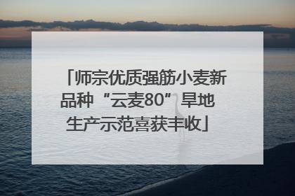 师宗优质强筋小麦新品种“云麦80”旱地生产示范喜获丰收