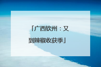 广西钦州：又到辣椒收获季