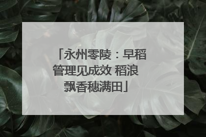 永州零陵：早稻管理见成效 稻浪飘香穗满田