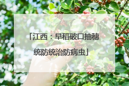 江西：早稻破口抽穗 统防统治防病虫