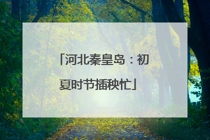 河北秦皇岛：初夏时节插秧忙
