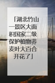 湖北竹山一景区大面积国家二级保护植物荞麦叶大百合开花了