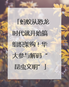 蚂蚁从恐龙时代就开始搞组织架构！华大参与解码“昆虫文明”