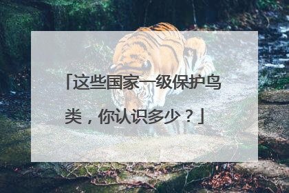 这些国家一级保护鸟类，你认识多少？