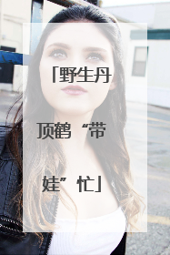 野生丹顶鹤“带娃”忙