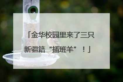 金华校园里来了三只新疆籍“插班羊”！