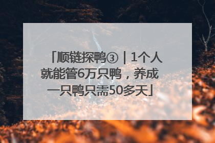 顺链探鸭③｜1个人就能管6万只鸭，养成一只鸭只需50多天