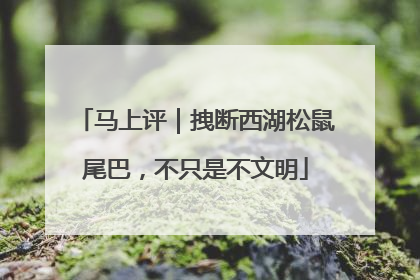马上评｜拽断西湖松鼠尾巴，不只是不文明
