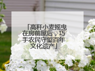 高秆小麦摇曳在房前屋后，巧手农民守望百年文化遗产