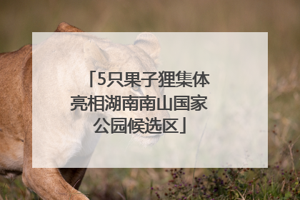 5只果子狸集体亮相湖南南山国家公园候选区